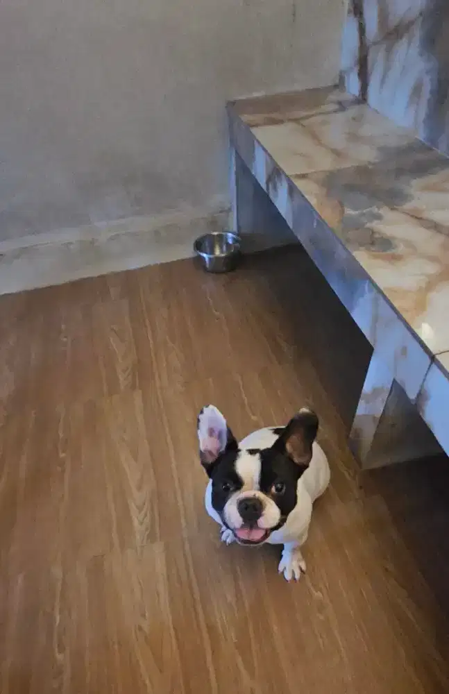 Di jual anjing french bulldog jantan