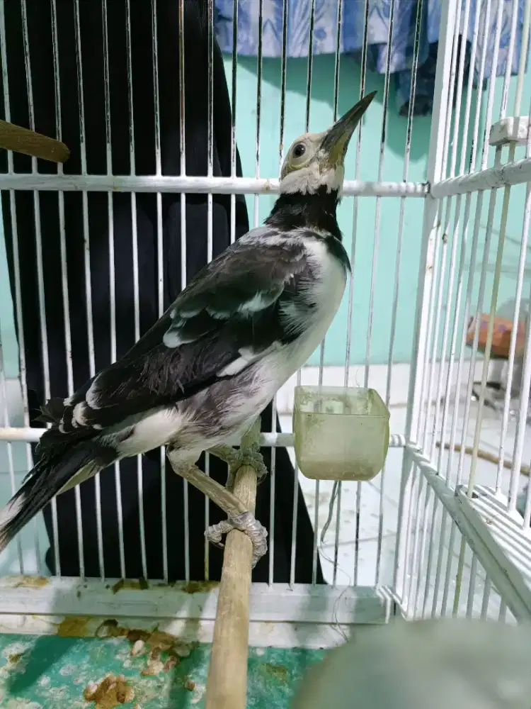 Jalak hongkong ada minus