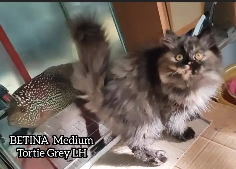 Kucing Persia Medium Long Hair Betina