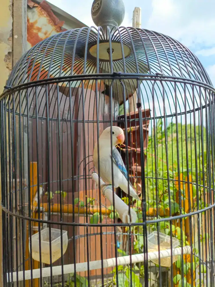 Lovebird- lakbat biola vio ewing