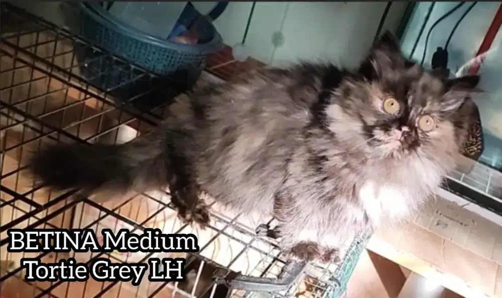 Kitten Persia Medium Longhair Betina