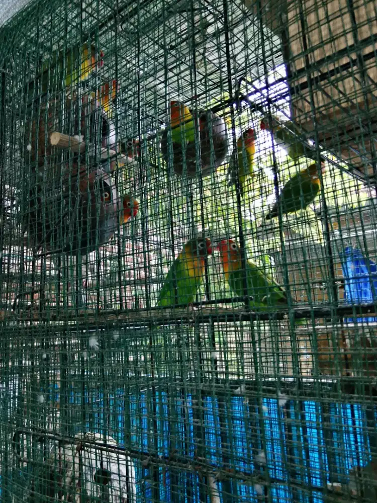 Jual Lovebird burung kenari burung puter