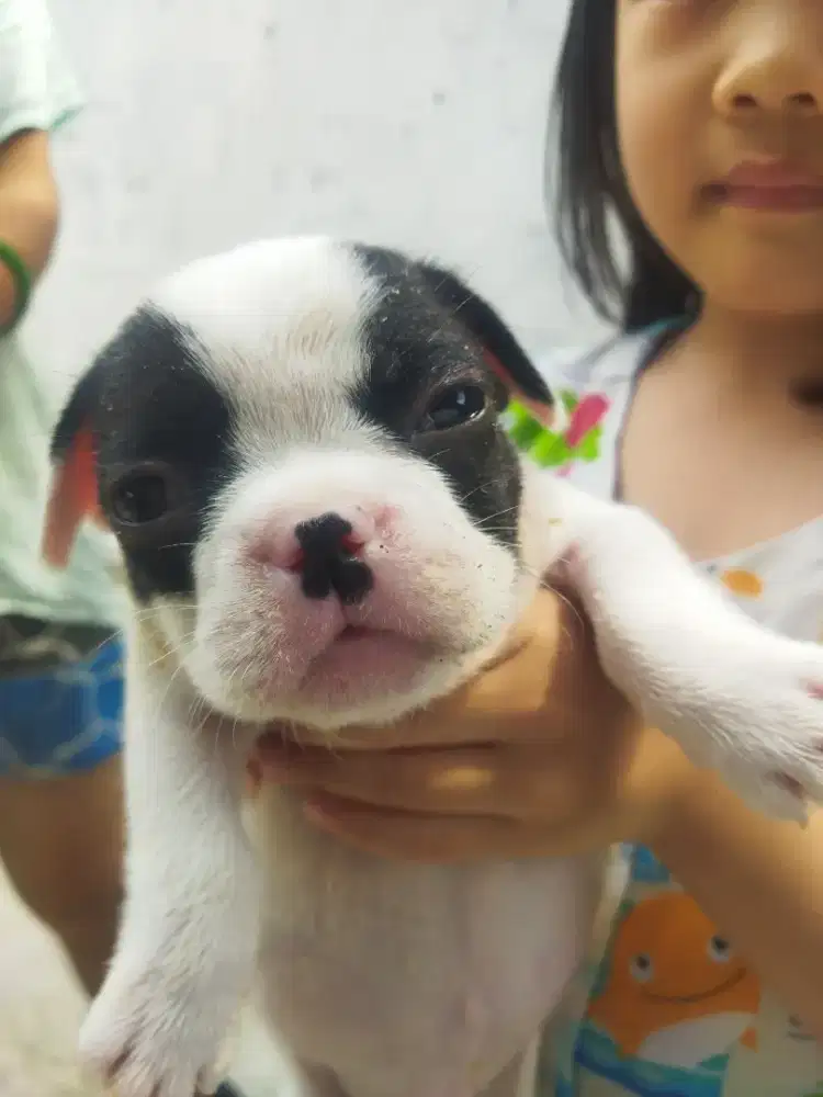 Jual anakan French Bulldog