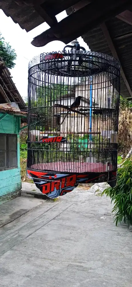 Burung murai batu gacor prestasi