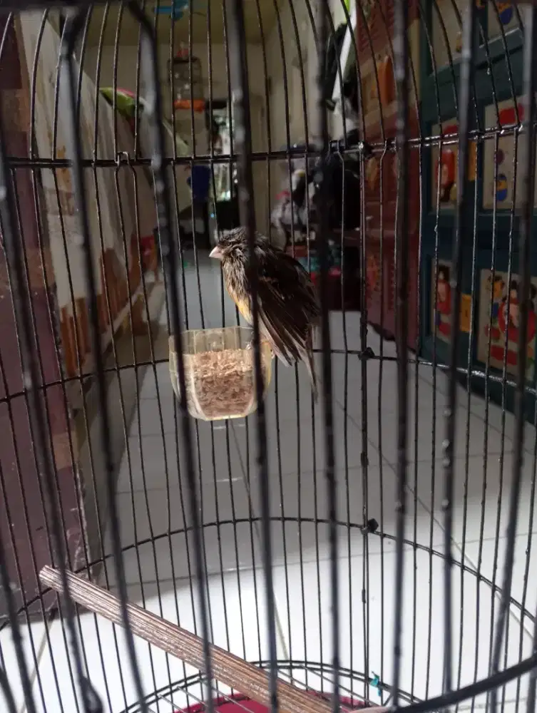 Burung kenari Warna bon