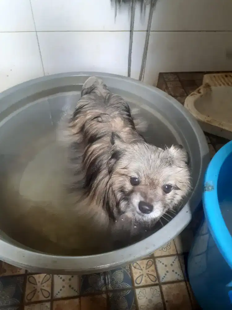 Grooming home service