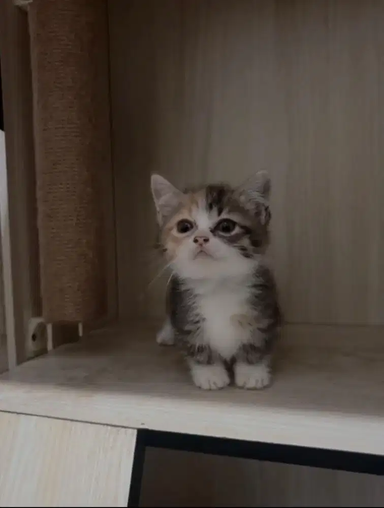 BSH MUNCHKIN MIX PERSIA