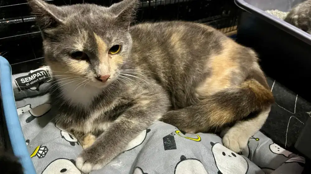 Himalaya persia 9bln betina