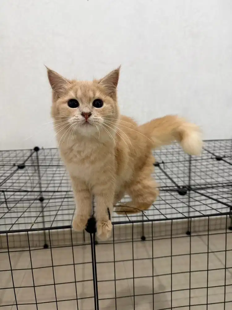 Kucing persia medium