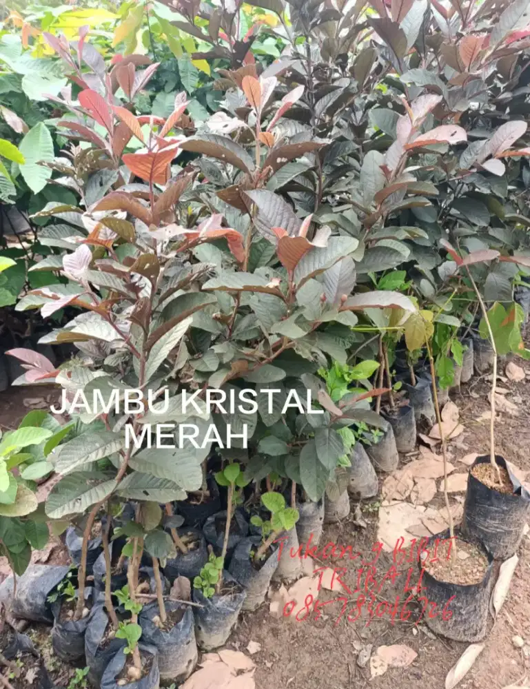 Bibit Jambu Kristal Merah
