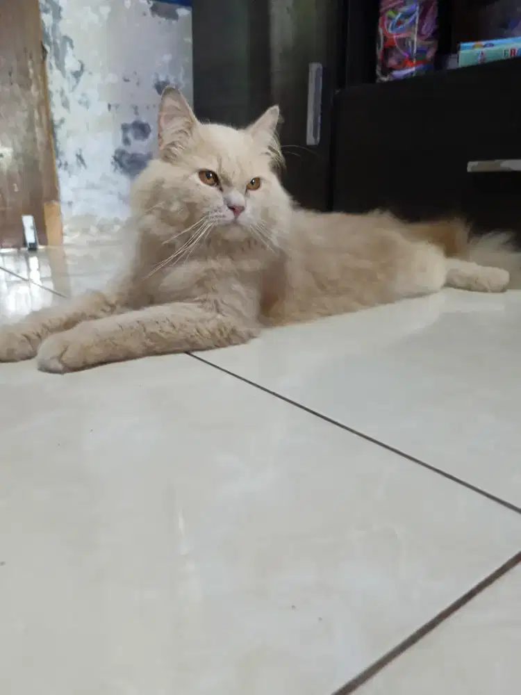 Persia red taby bongsor jantan