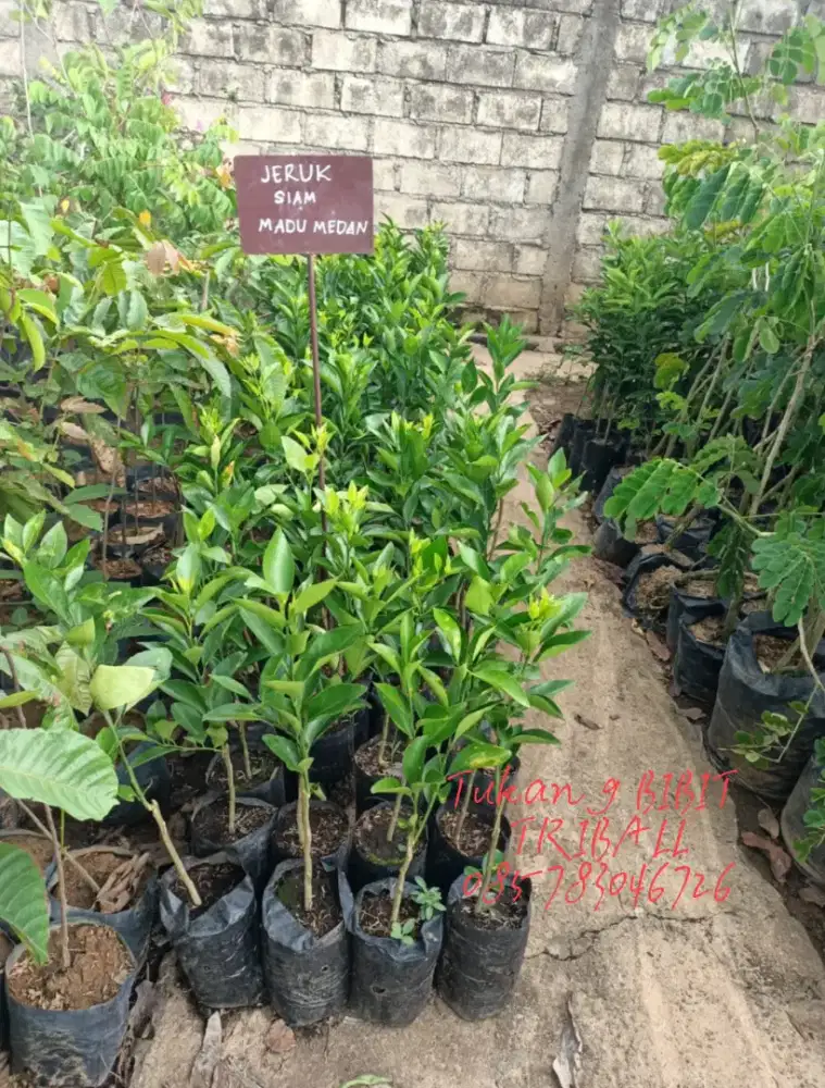 Bibit Jeruk siam madu