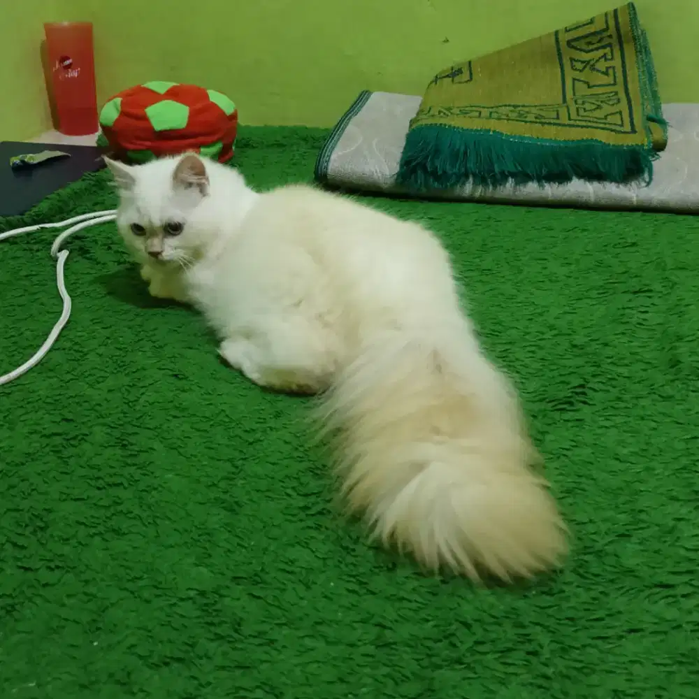 Persia Himalaya jantan