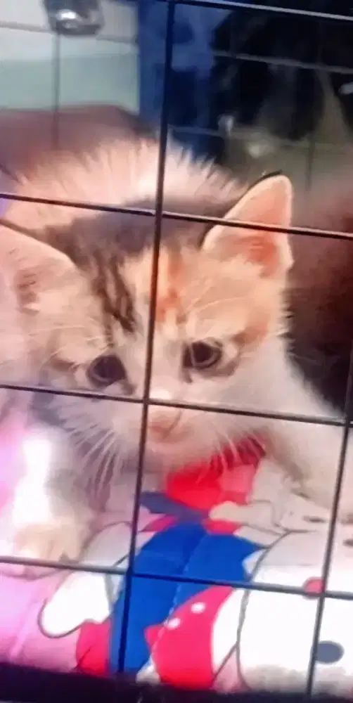 Himalaya persia Betina 2 bln.sehat no minus lincah aktif & manja