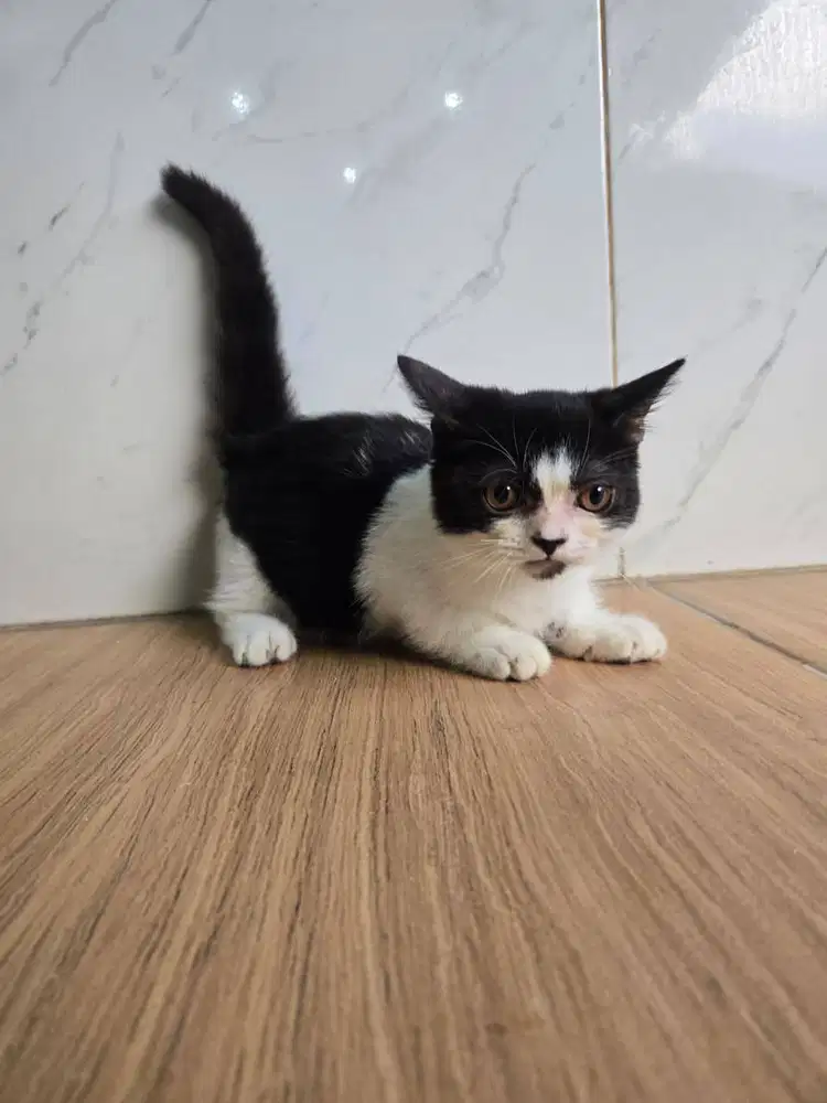 MUNCKIN BSH NS BICOLOUR