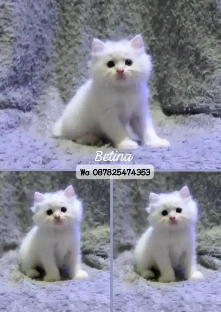 Kucing persia gimbul