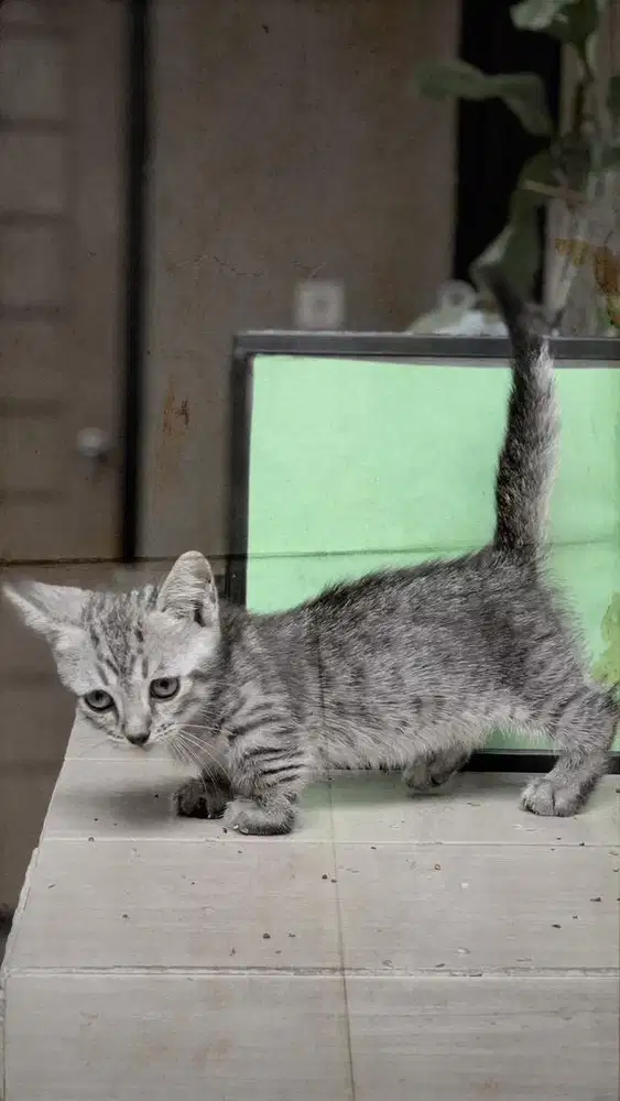 Kucing Cebol Munchkin Jantan