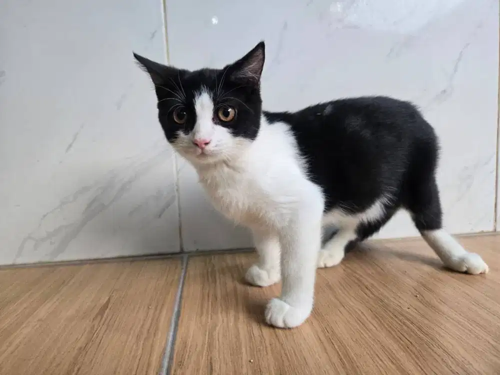 British Short Hair Bicolour