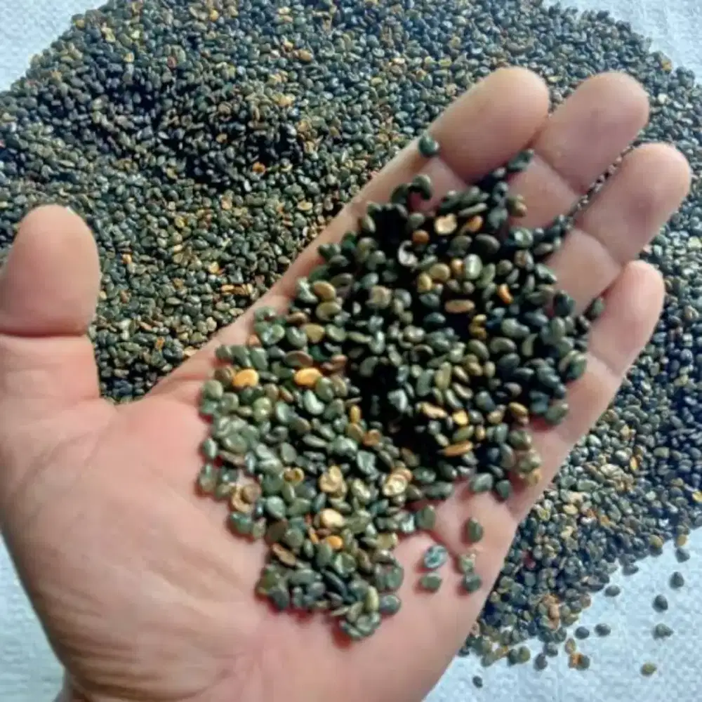 Benih orok orok (min 100 kg)