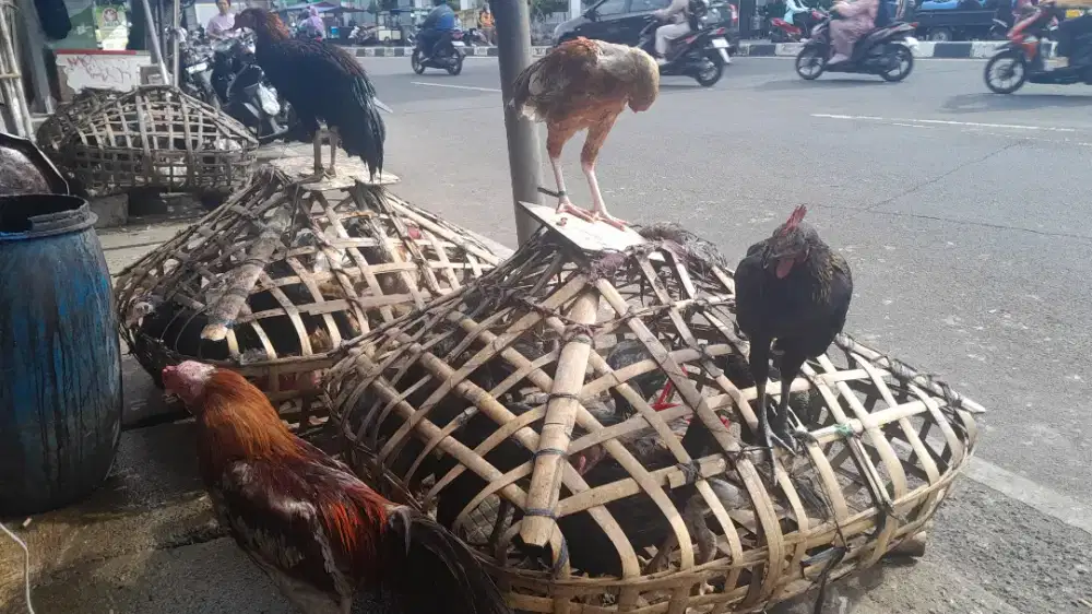 Menyediakan ayam segar