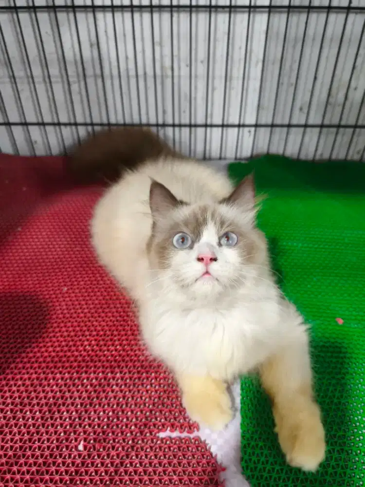 Kucing Ragdoll Betina