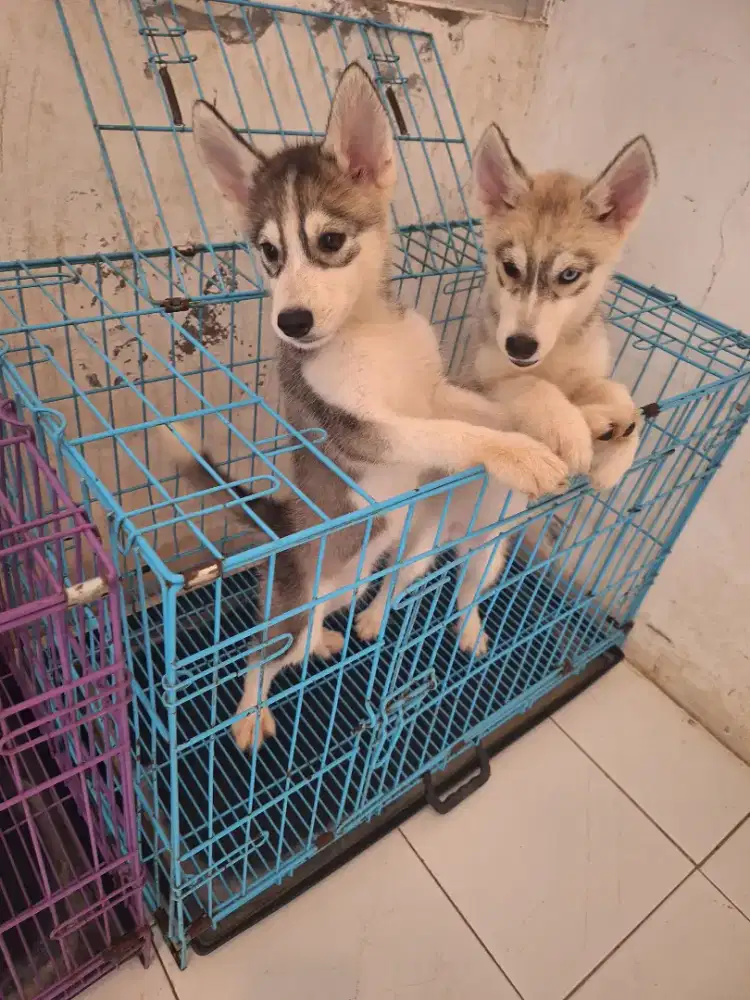 Dijual anakan husky
