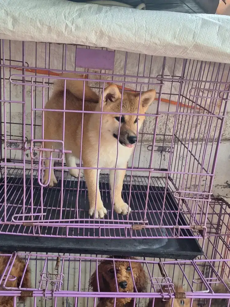 Dijual anakan Shiba Inu
