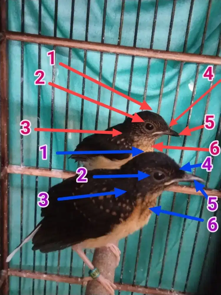 MURAI LAWAN PENIPUAN BERKEDOK GEMBLING PREDIKSI MUSNAH KALIAN
