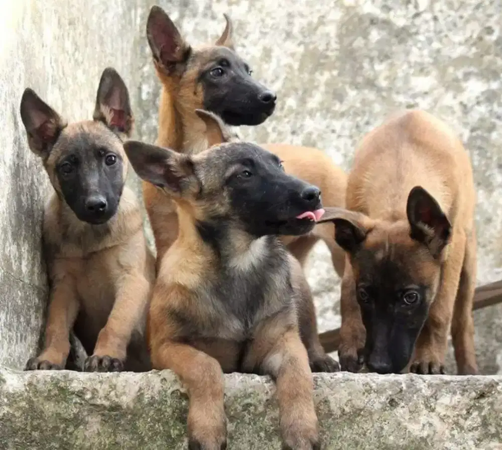 DIJUAL ANAK ANJING BELGIAN MALINOIS