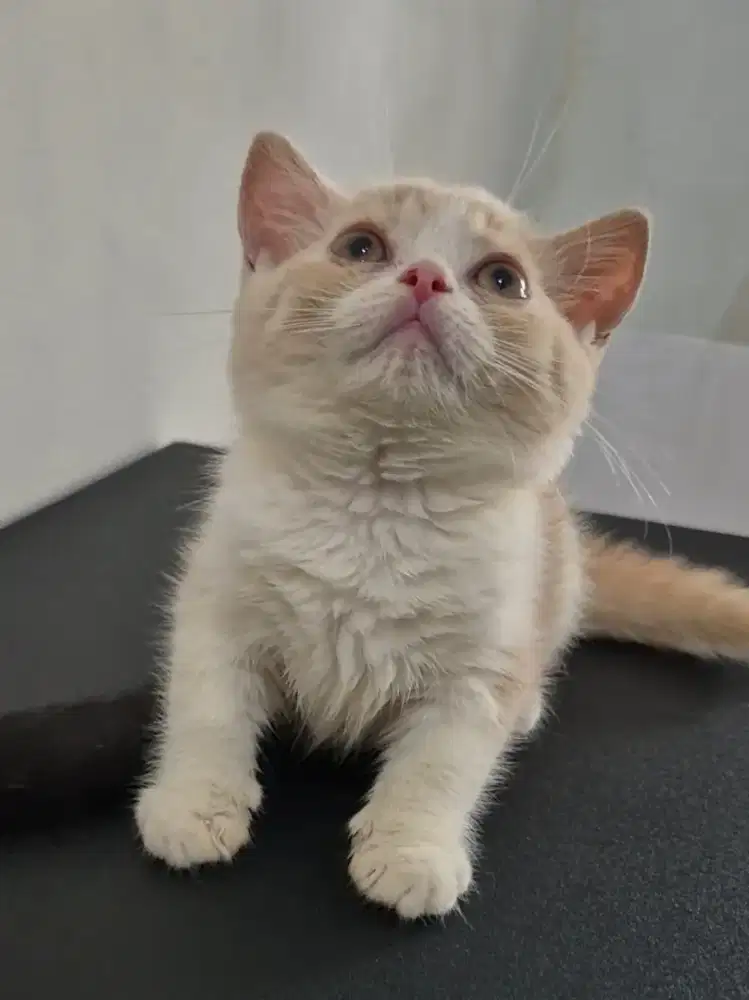 BSH (BRITISH SHORT HAIR)