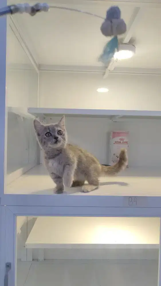 Kucing kitten munhckin cebol