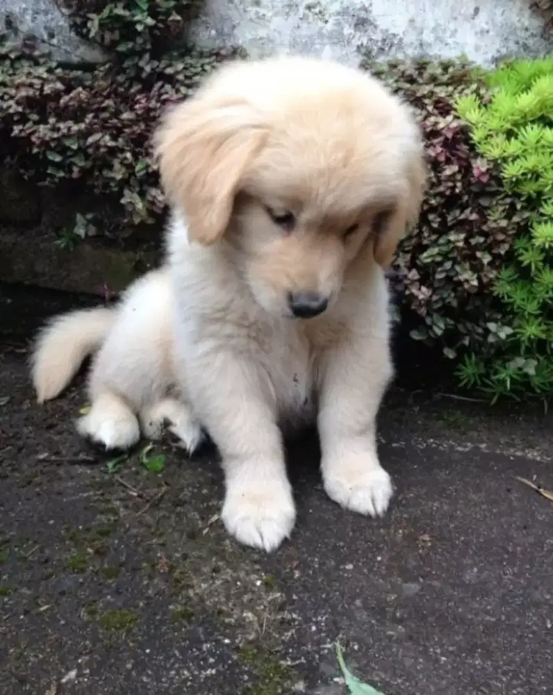 DIJUAL ANAK ANJING GOLDEN RETRIEVER