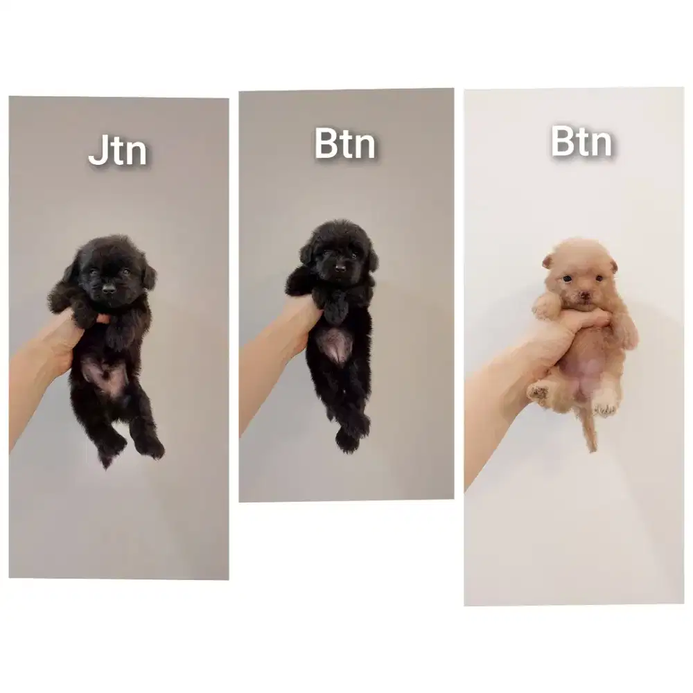 puppy poodle mix pomerian.pompoo. No php !!!