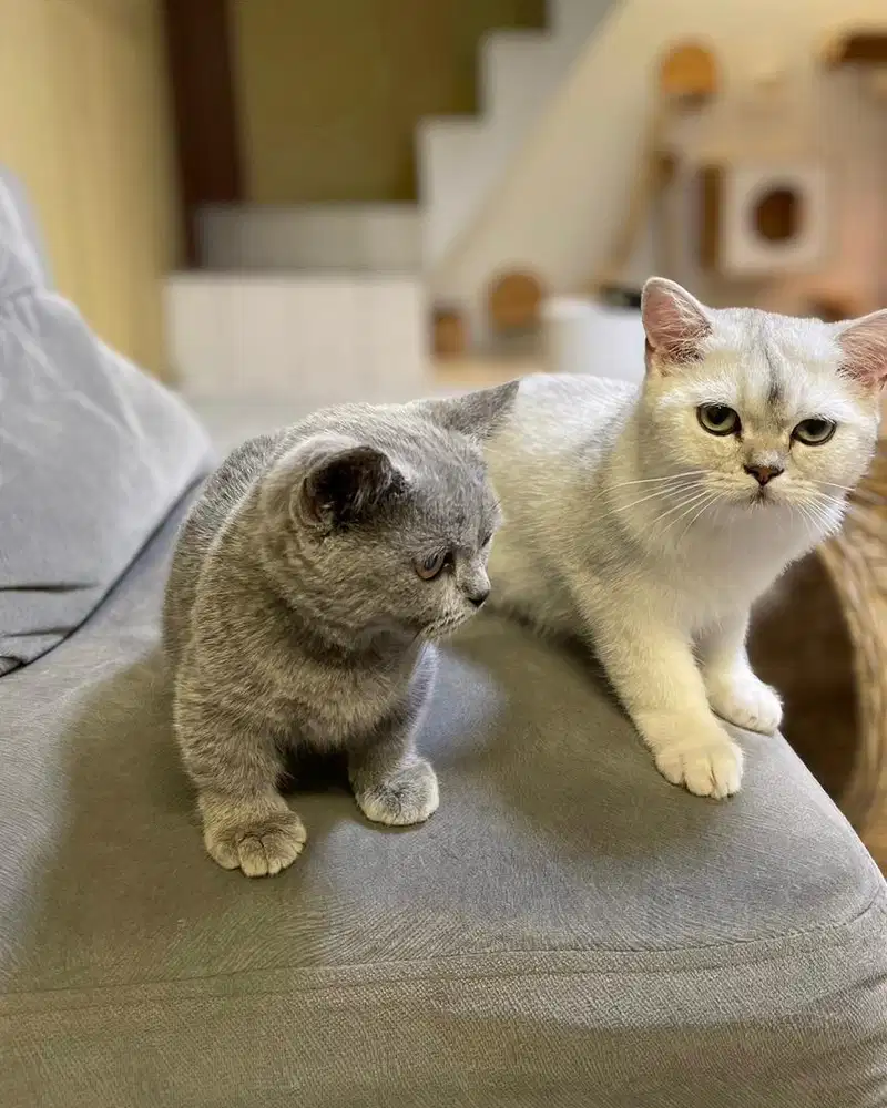 Kucing British Shorthair Bsh Munchkin