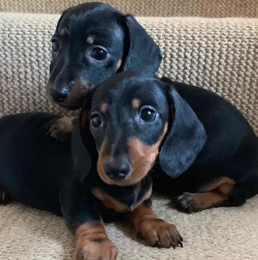 DIJUAL ANAK ANJING TEKEL