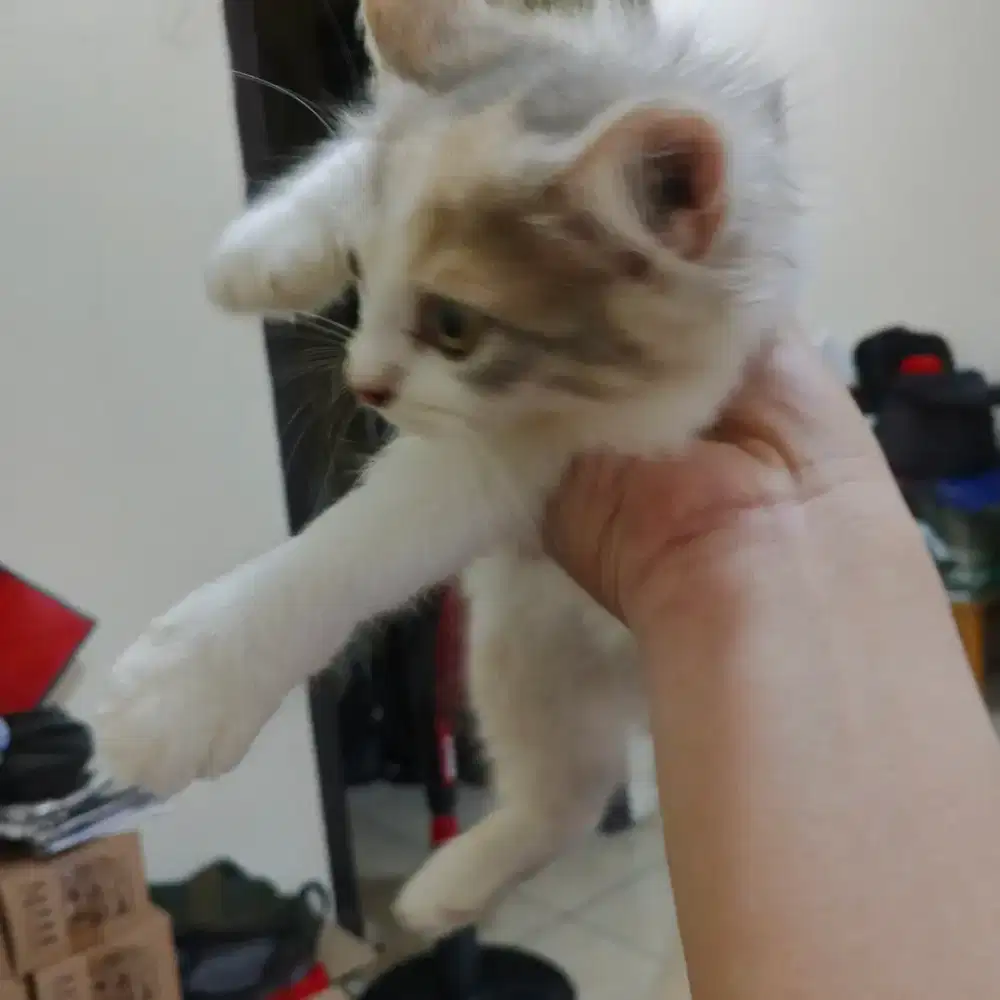 Kitten kucing Persia betina
