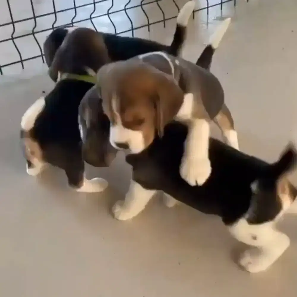 DIJUAL ANAK ANJING BEAGLE