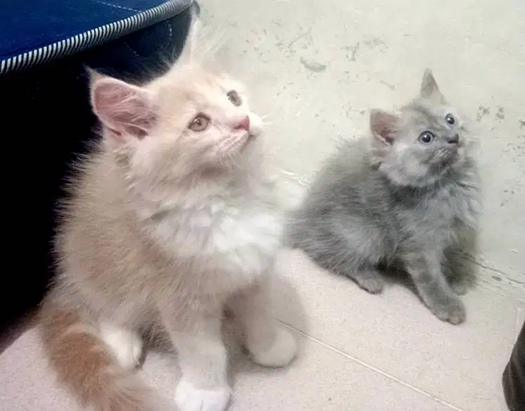 Kitten mix maencoon sepasang