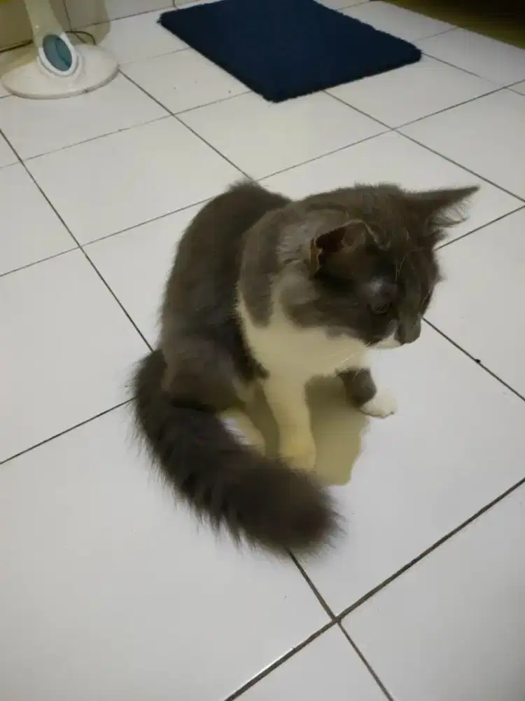 Over adopsi kucing mix maincoon