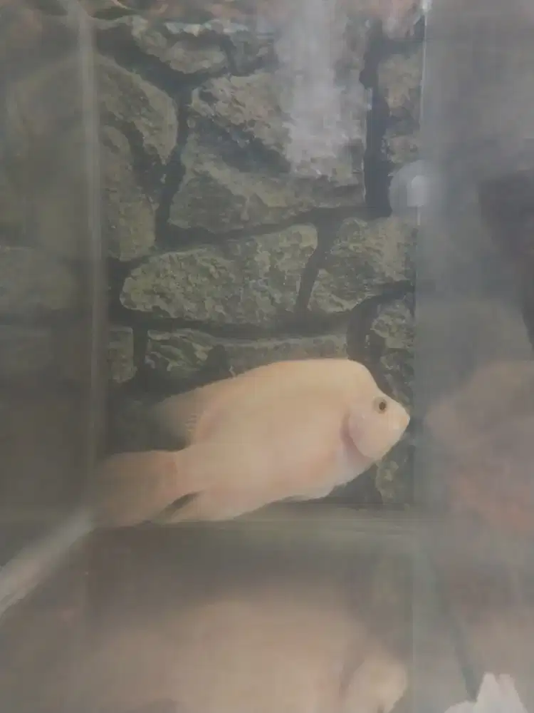 Ikan louhan 5 jari sehat mulus