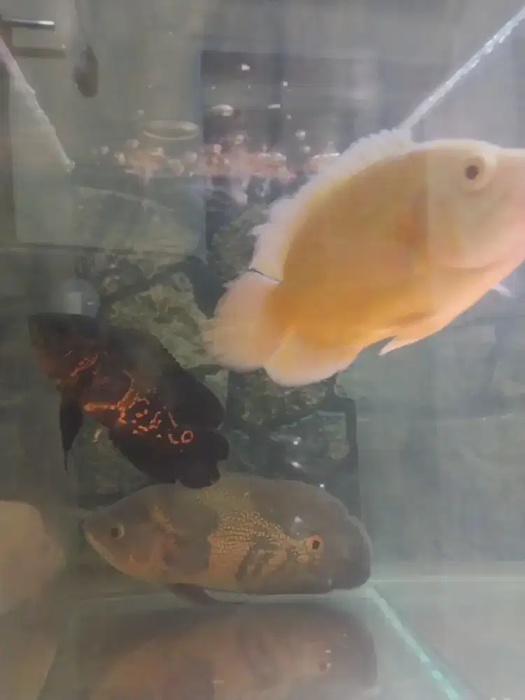 Ikan oscar tiga ekor