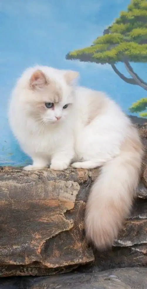 Ragdoll female deep blue eyes