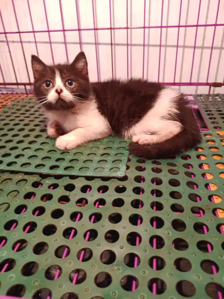 Bsh jantan , line import