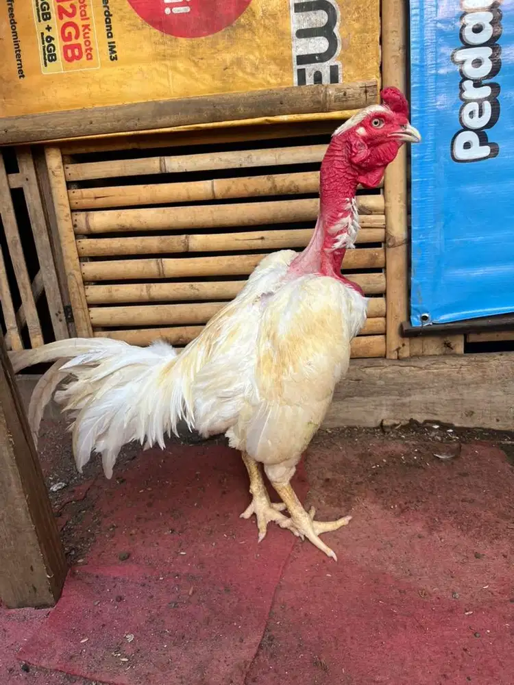 Ayam saigon, ayam botak, ayam bangkok