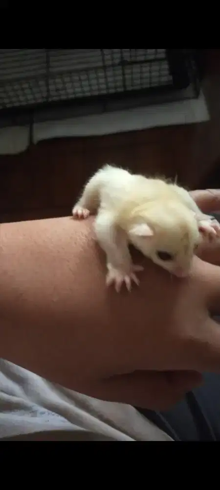 Sugar glider creamos