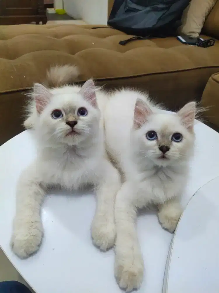 Kucing Persia Himalaya