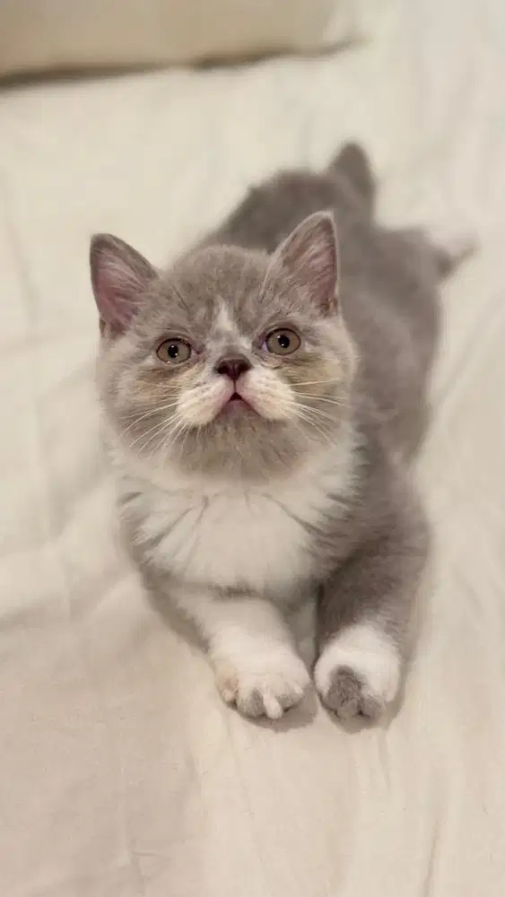 BSH british short hair kitten
