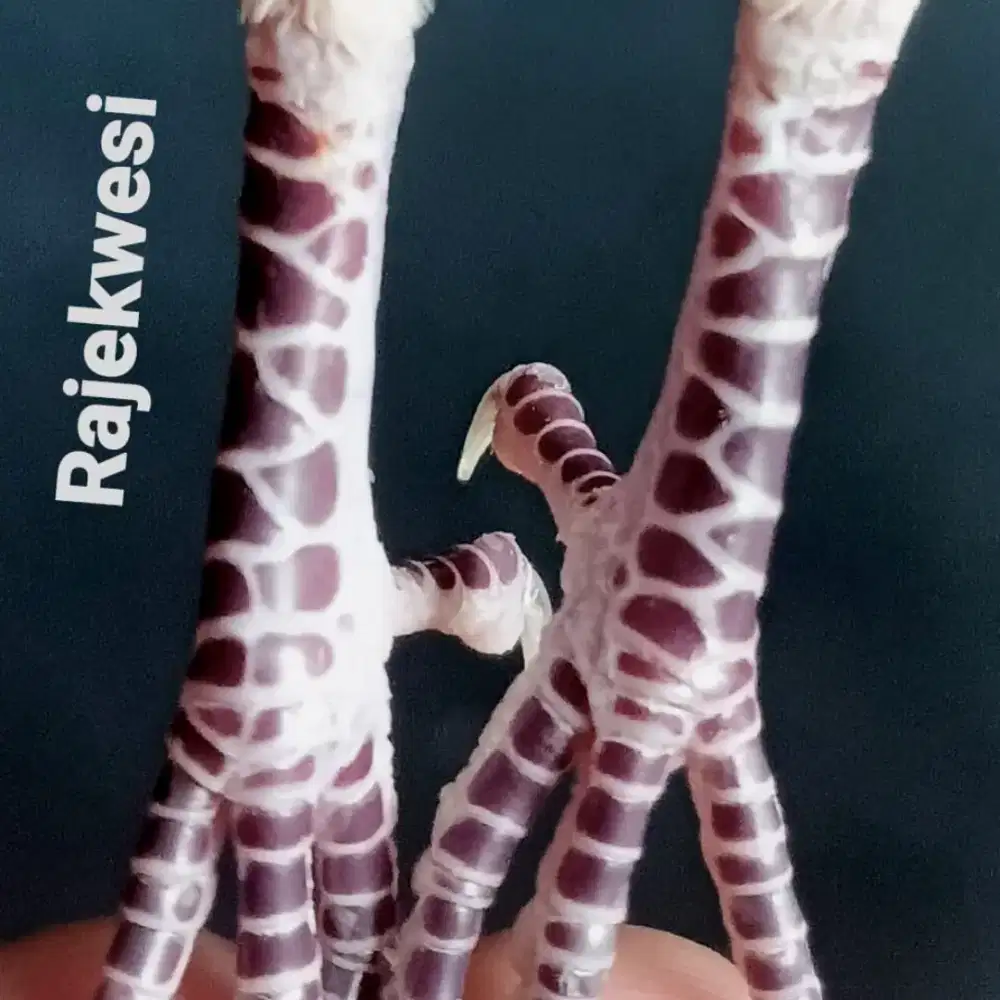 Katuranggan Rajekwesi