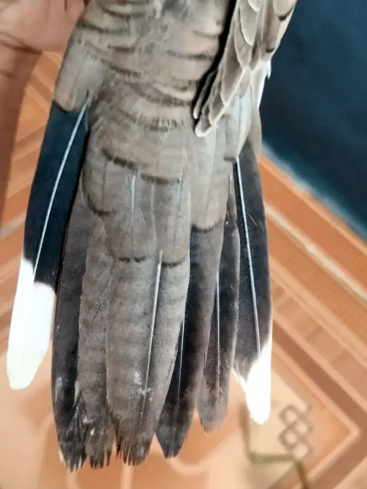 Perkutut Lokal Alam Katuranggan Korowelang