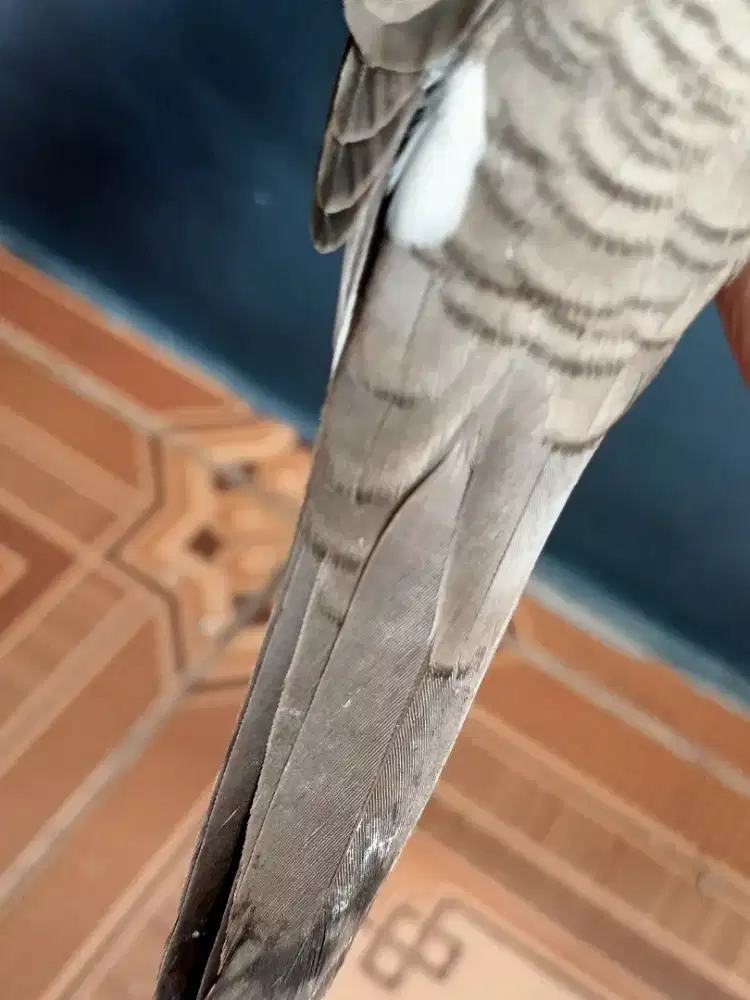 Perkutut Katuranggan Surung Derajat